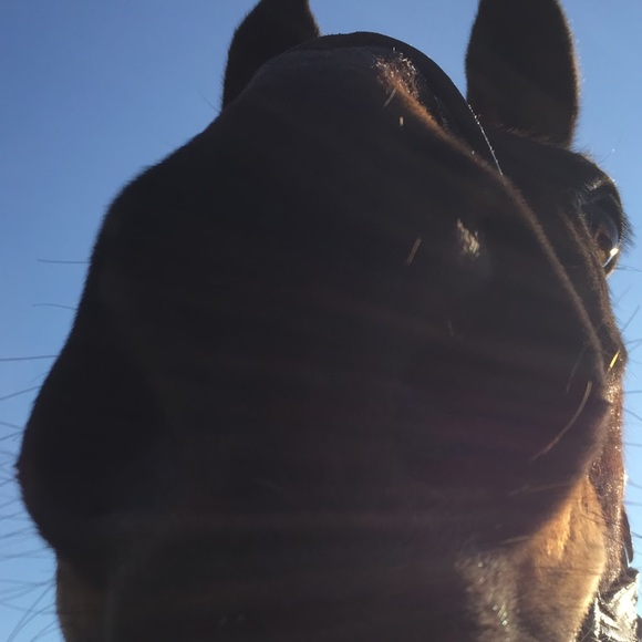 Meet your Posher, Sophia - Picture 1 of 1